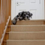 La raison surprenante pour laquelle certains chiens ont peur des escaliers
