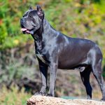 6 races de chiens qui étaient des guerriers historiques
