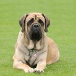 10 choses dont chaque propriétaire de Mastiff a besoin dans sa maison
